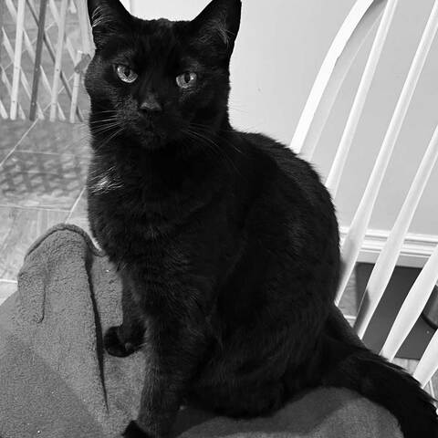 Studio coordinator